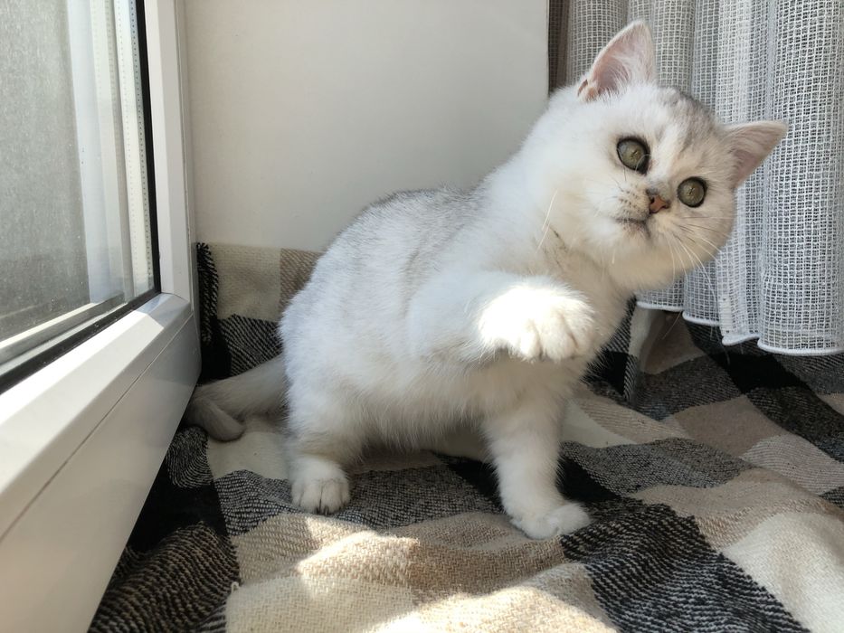 Кришталь