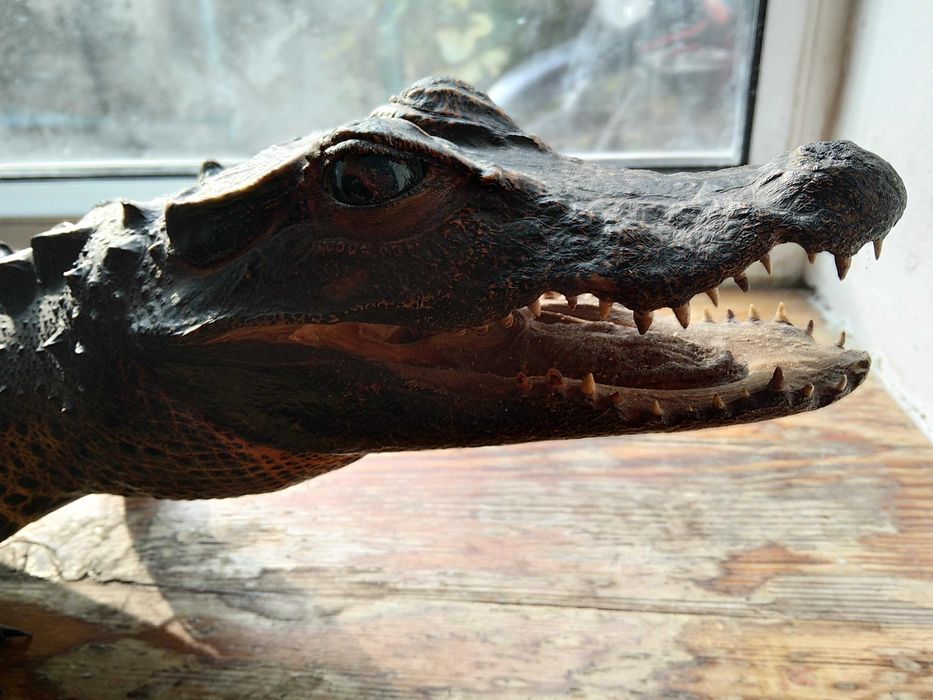 Крокодил опудало