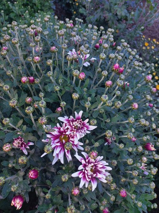 Хризантема гілячкова, мультифлора