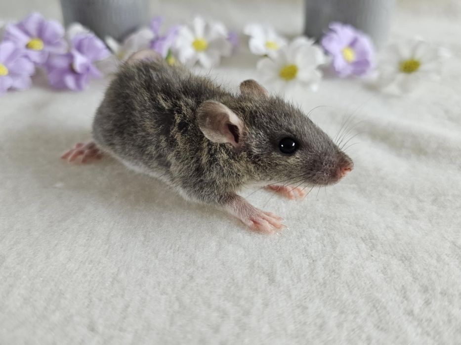 Szczur Szczury Szczurki Kochane Maluszki Dowóz