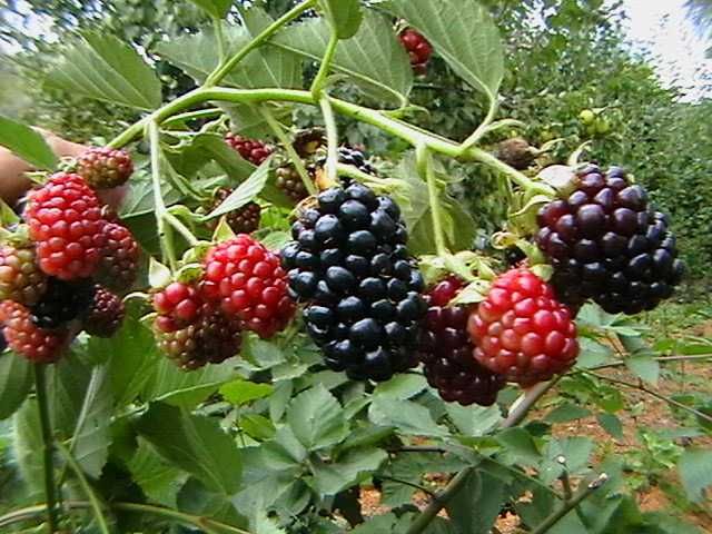 Sadzonki jeżyny - duży owoc WYSYŁKA