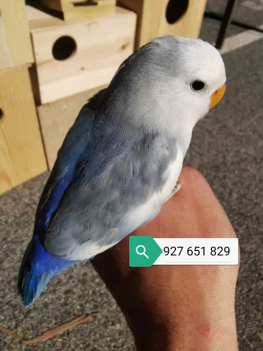 Piriquitos domésticados ,arco-íris ,Poupa , Australiano,arlequim