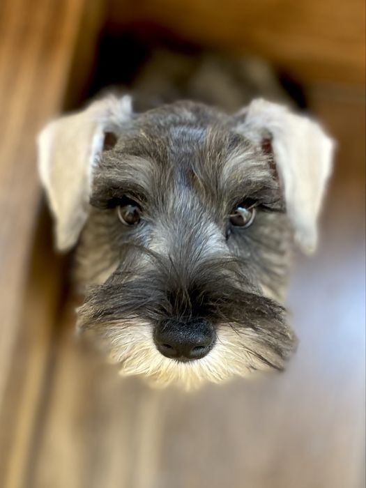Schnauzer miniatura sal e pimenta