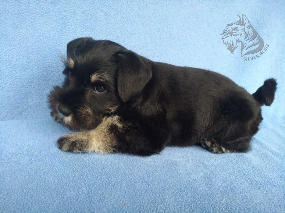 Щенки. Цвергшнауцер. Окрас черный с серебром.