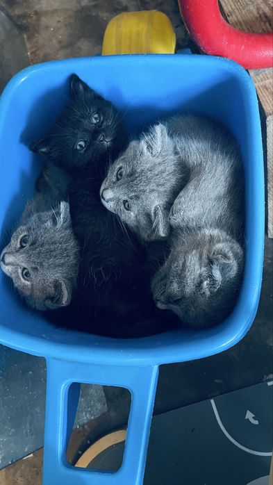 Котики безкоштовно