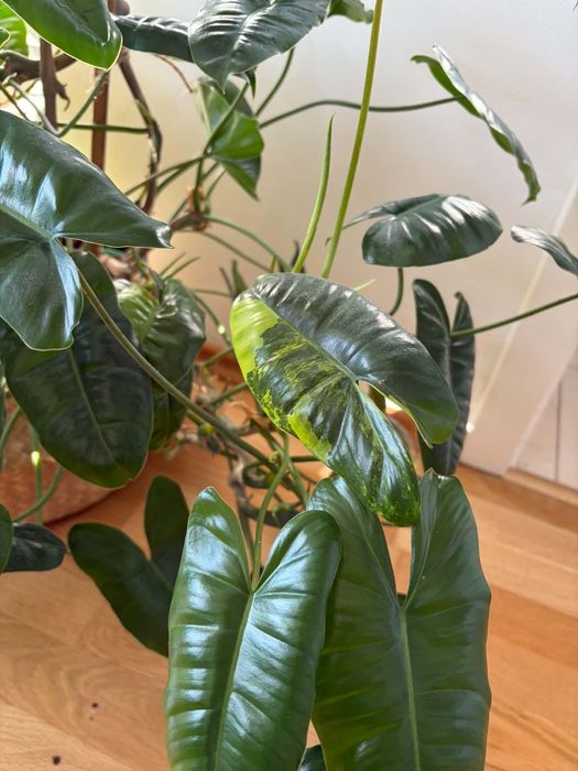 Philodendron Burle Marx Variegata