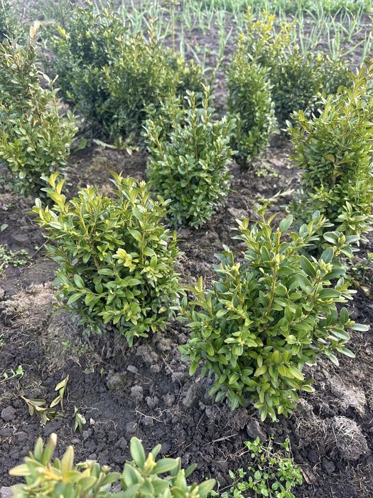 Самшит /  бушпан/ форзиція/ хоста