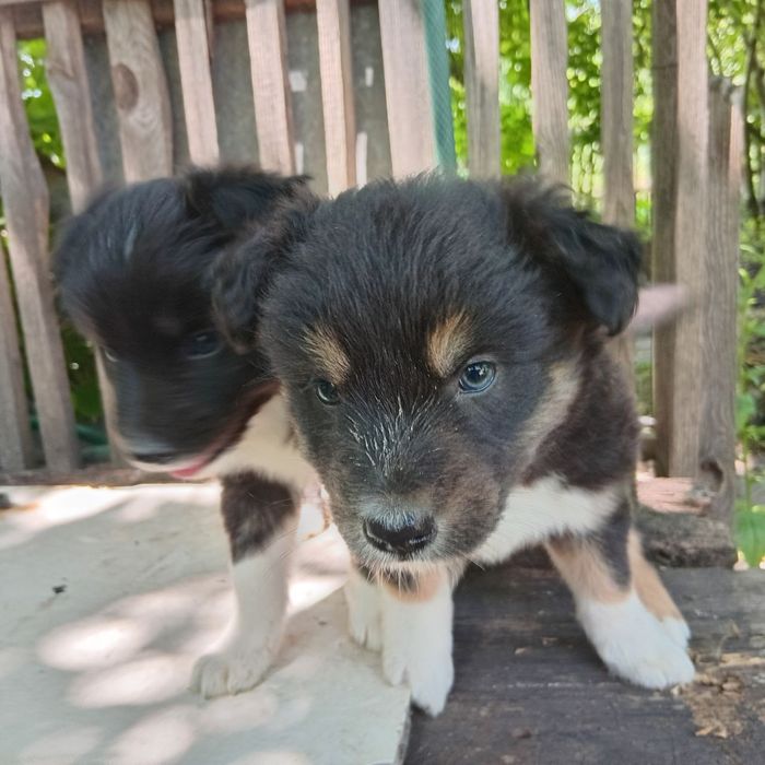 Віддамо цуценят в добрі руки