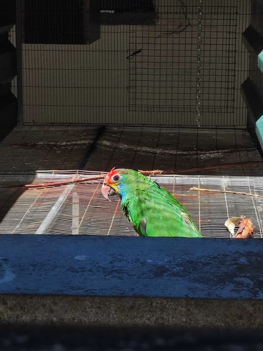 Amazona Rhodocorytha