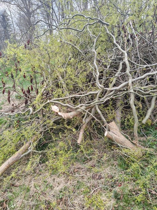Oddam za darmo gałęzie