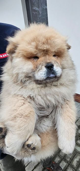 Psiaki Chow Chow