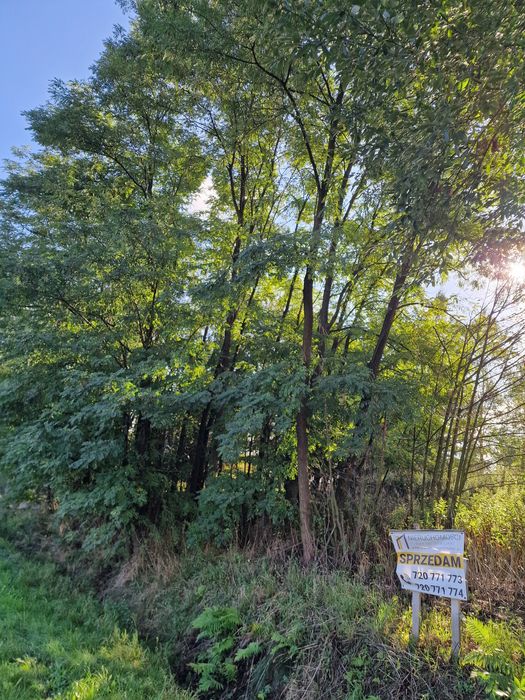 Akacja drzewo do ścięcia