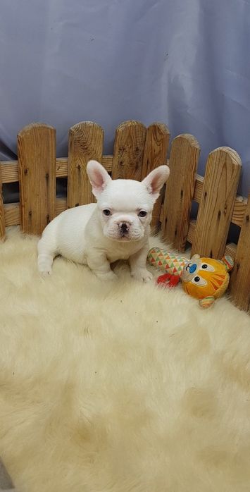 Французький бульдог