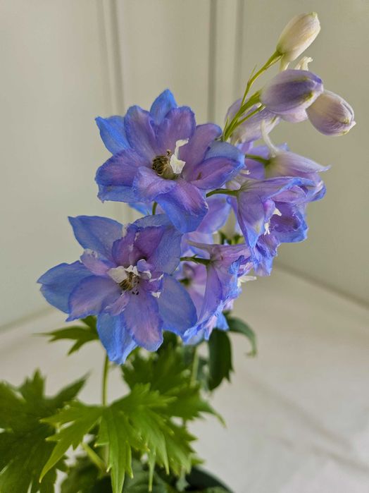 Ostróżka niebieska Sky Blue 45cm C1,5 – bylina ogrodowa + nawóz gratis