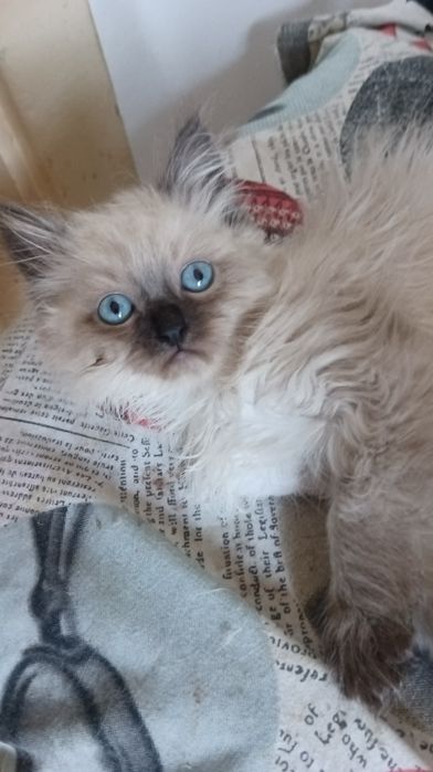 Невська маскарадна хлопчик 2 міс