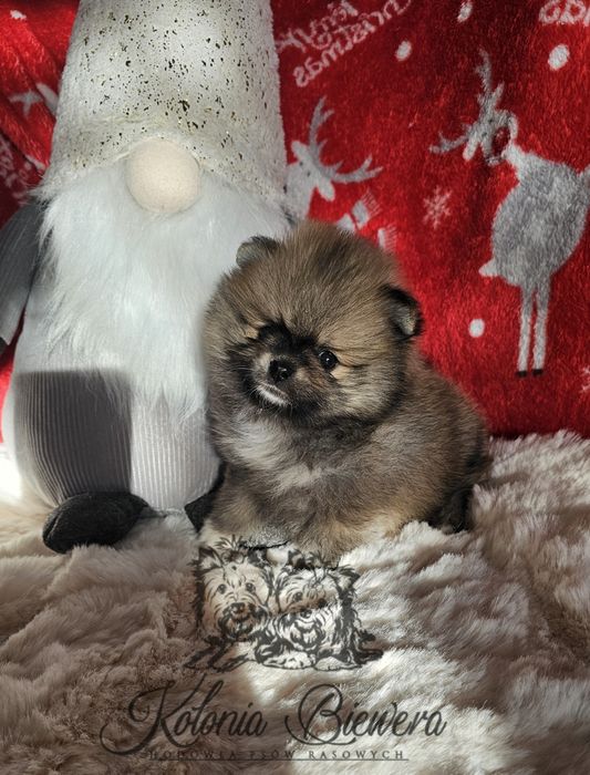 Szpic Miniaturowy/ Pomeranian sunia PASZPORT!!