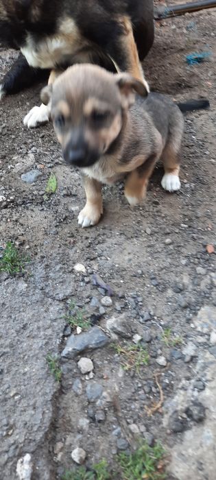 Відам в добрі руки