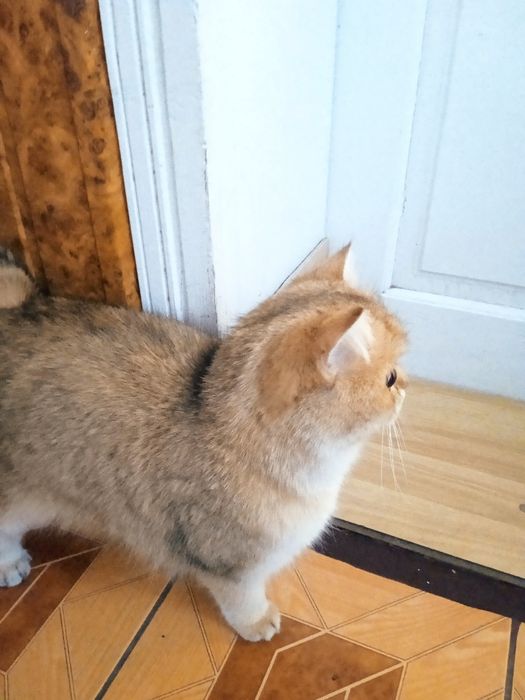 Британський кіт золота шиншила.В'язка.