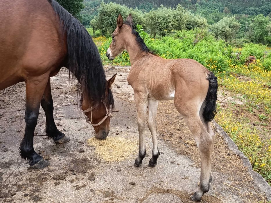 Égua Alter Real com poldro filho Lord Plus