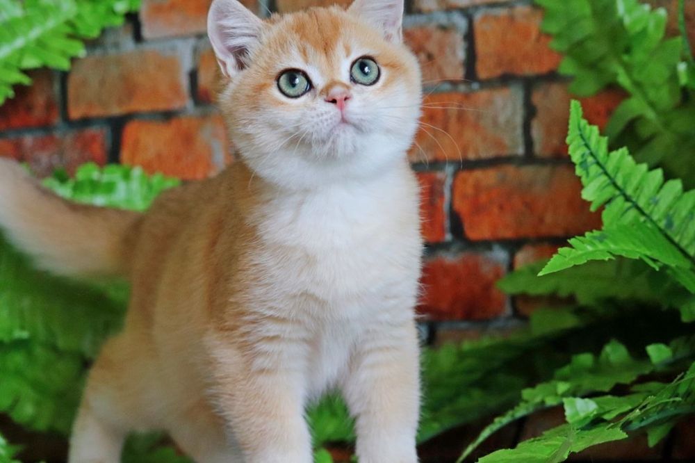 Неймовірно гарний хлопчик золота шиншила