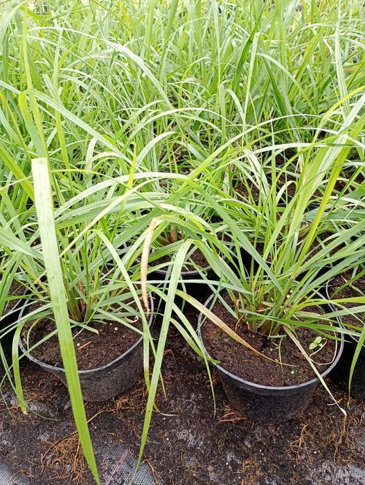 Rozplenica Moudry i Hameln c2/2 litrowa doniczka