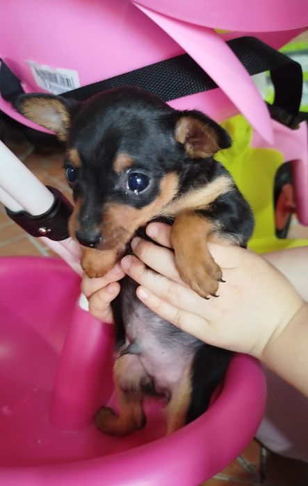 Pincher meiginho