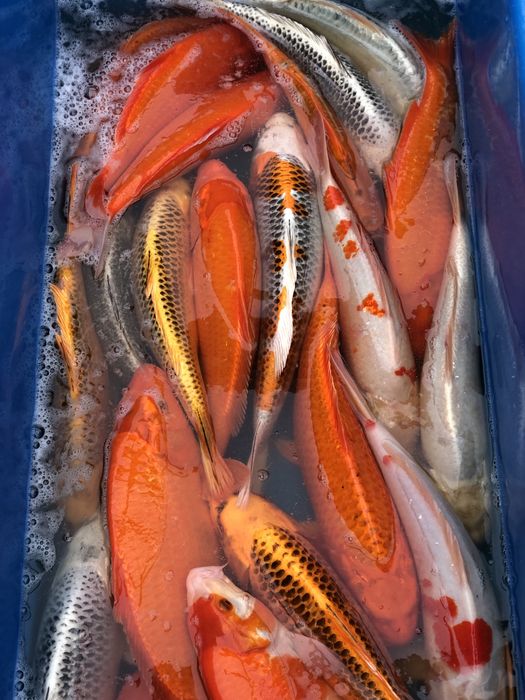 Karp koi , ryba do oczka wodnego