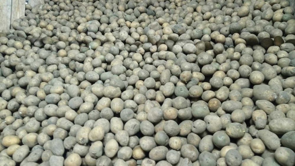 Ziemniaki Paszowe Odpadowe