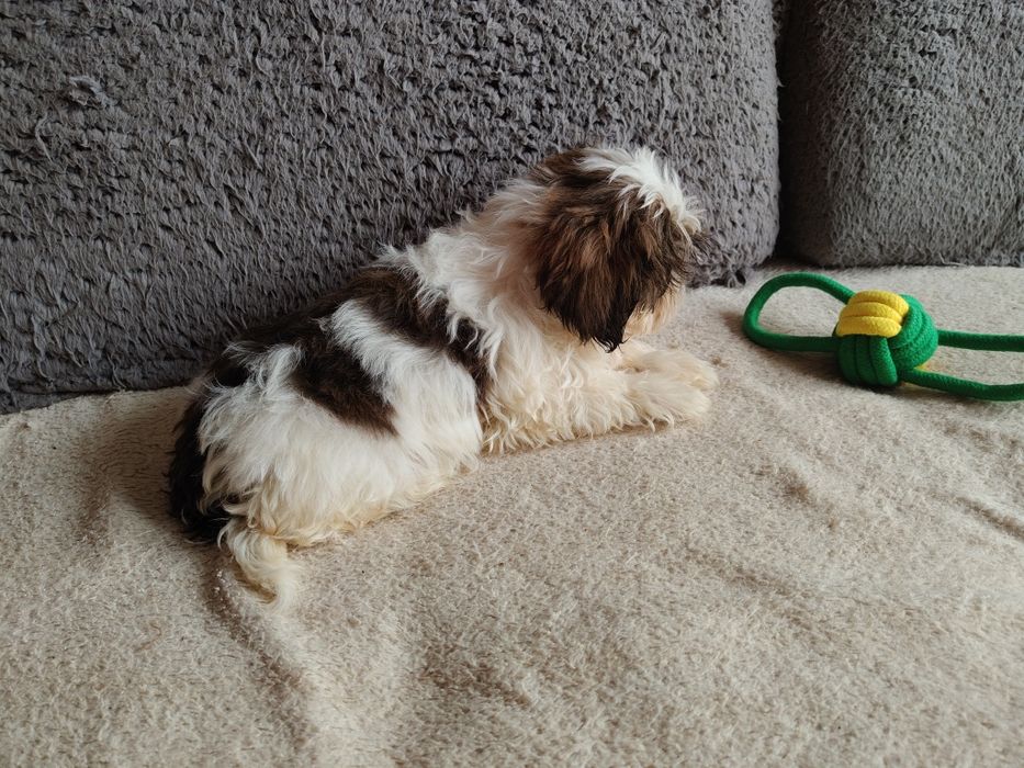 Suczka shih tzu rodowód