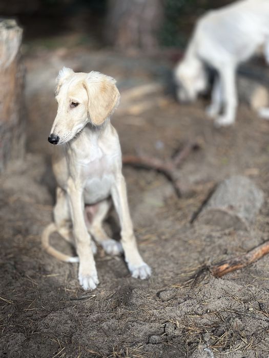 Chary perski saluki  ZkwP ,FCI