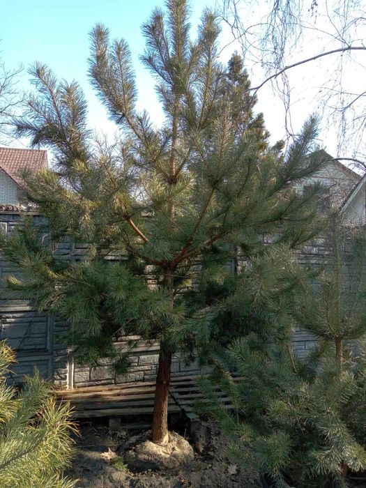 Продаються сосни, ялинки та туї. Різна висота. Великий вибір. Знижки