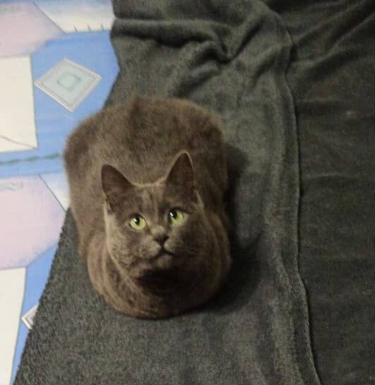 Віддам кицю в гарні руки