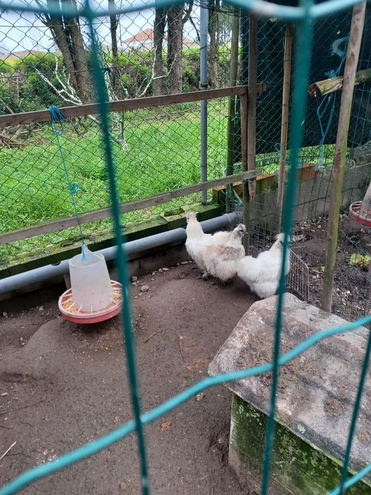 Vendo algumas aves, galo sedosa  e galo sebright dourado e prateado