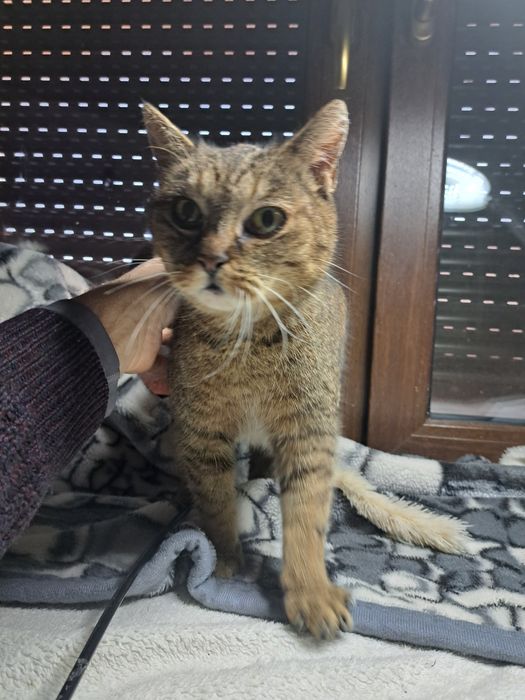 Gertruda, kotka do adopcji