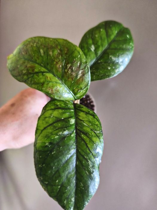 hoya sp. sumatra-19 в росте