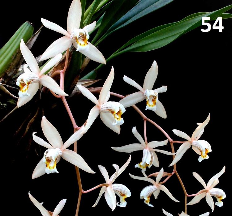 Orquídea mijona/ de colar