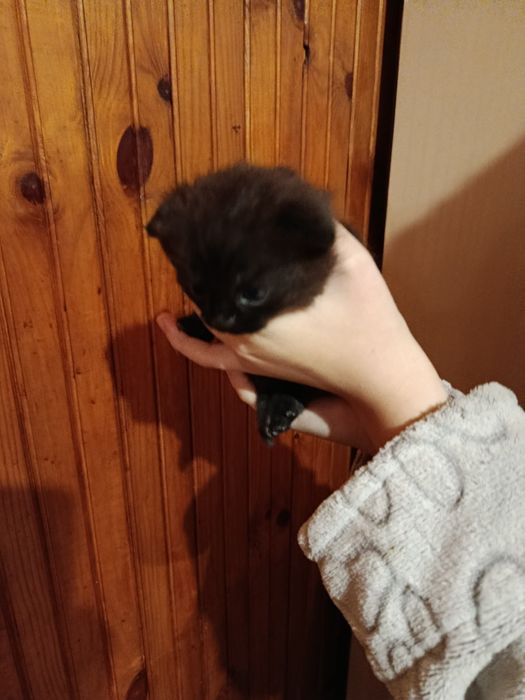 Подарую кошенят в добрі руки 'весловухі'