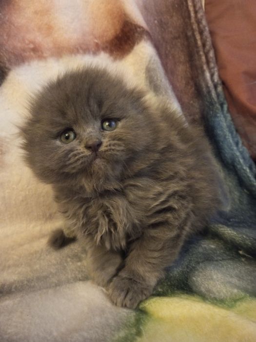 Шотландские котята