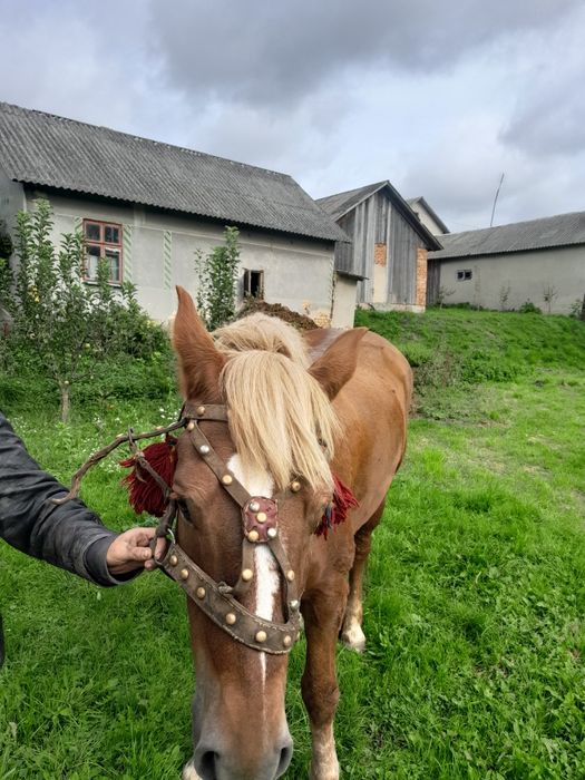 Продам кобилу.Вся інформація по номеру телефону