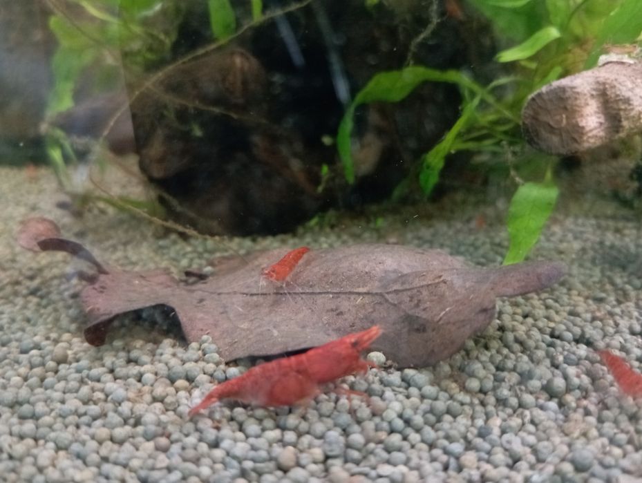 Neocaridinas Red Cherry