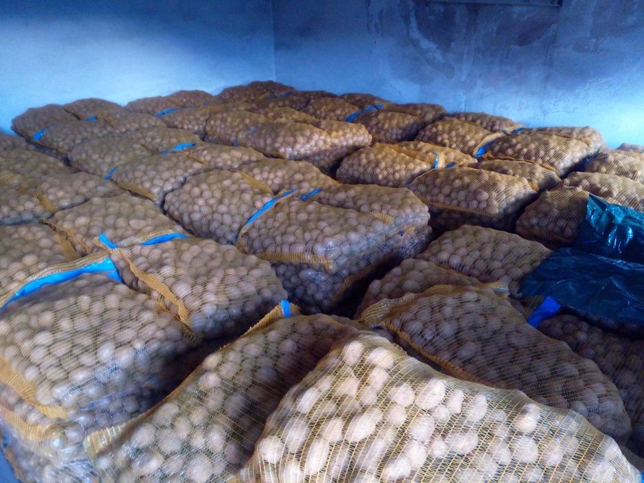 Kwalifikowane ziemniaki sadzeniaki prosto z hodowli