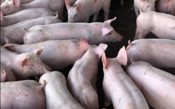 Поросята Свиня Свині