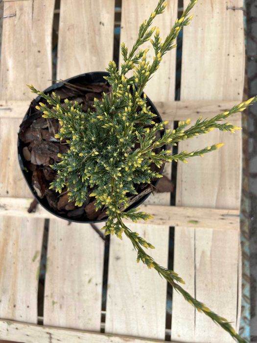 jałowiec łuskowaty DREAM JOY doniczka 2L rozchylający PIĘKNY