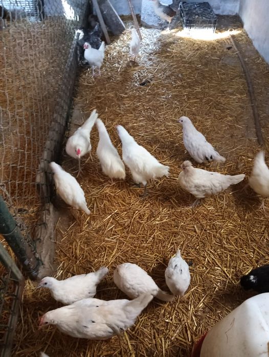 Vários animais galinhas, perus, cordonizes,  garnizas , patos, gansos