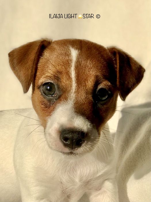 Шикарная  Девочка КСУ Питомник