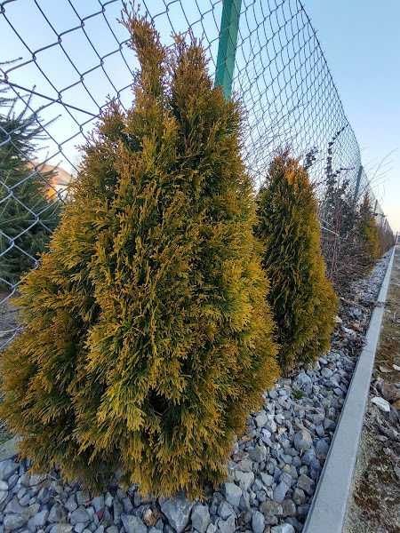 TUJA szmaragd zielona , oraz GOLD, kopana z gruntu