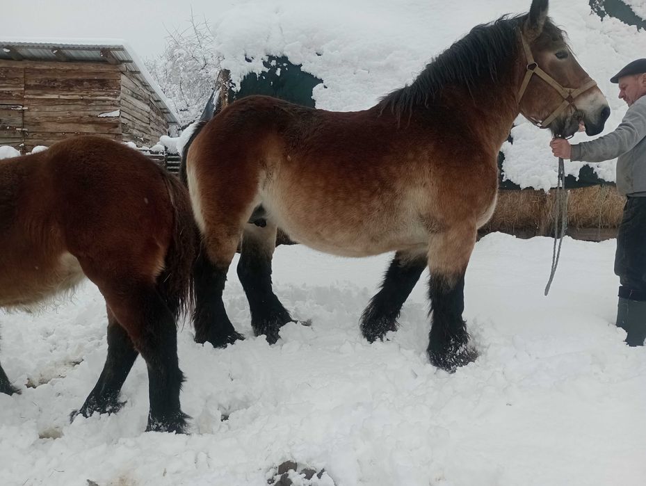 Klacz zimnokrwista, Arden bardzo dobry rodowód