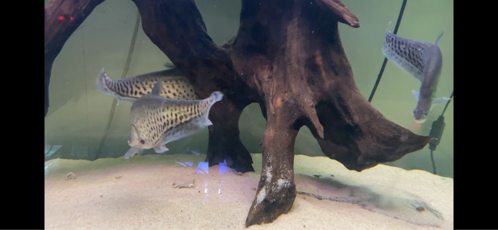 ~42cm Chitala blanci / Royal knifefish / Peixe faca Real