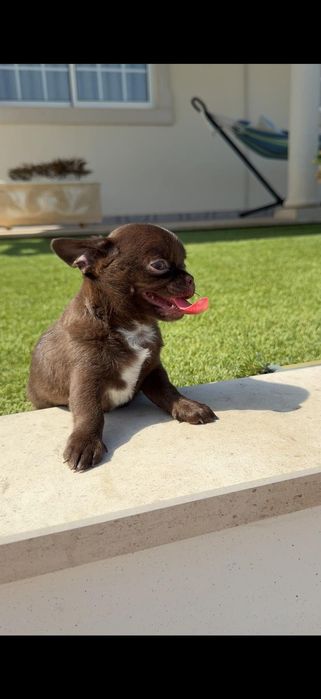 Chihuahua macho..