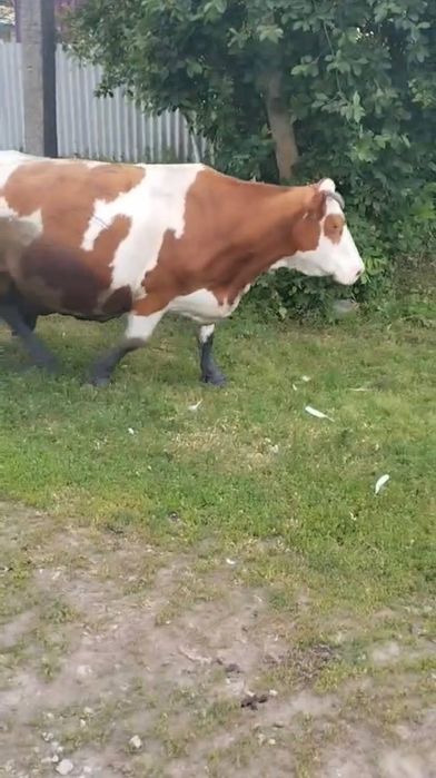 Продам корову сементал